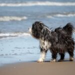Urlaub mit Hund an der Elbe – So wird's perfekt!