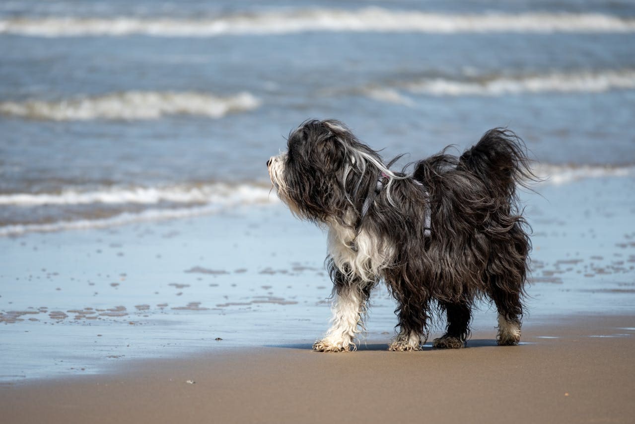 Urlaub mit Hund an der Elbe – So wird's perfekt!
